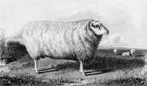 En Leicester Tup, graveret af Thomas Landseer